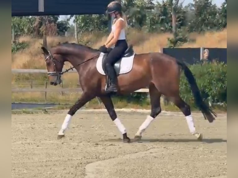 KWPN Stute 9 Jahre 167 cm Brauner in Kaldenkirchen