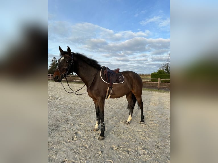 KWPN Stute 9 Jahre 167 cm Dunkelbrauner in Aalst