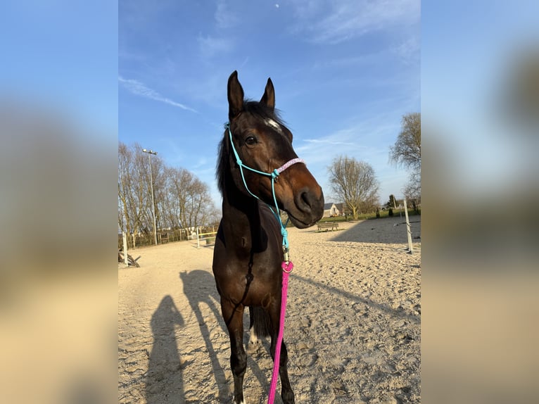 KWPN Stute 9 Jahre 167 cm Dunkelbrauner in Aalst