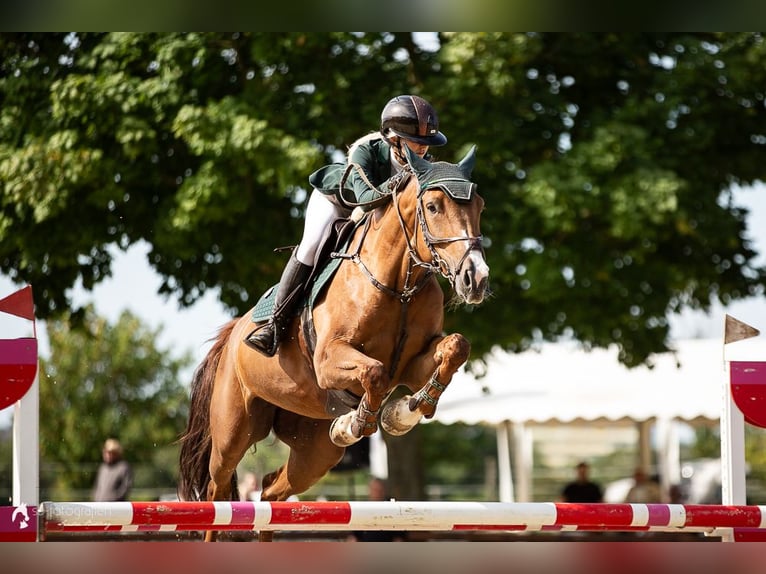 KWPN Stute 9 Jahre 167 cm Fuchs in Andernach