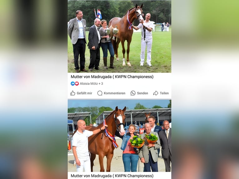 KWPN Stute 9 Jahre 167 cm Rappe in Wolfsbach