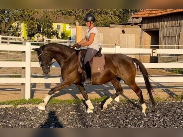 KWPN Stute 9 Jahre 167 cm Rappe in Wolfsbach