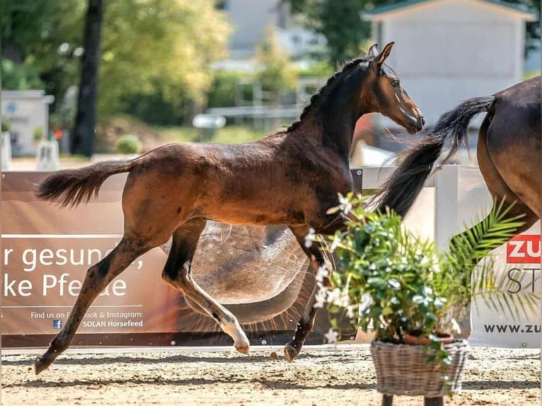 KWPN Stute 9 Jahre 167 cm Rappe in Wolfsbach
