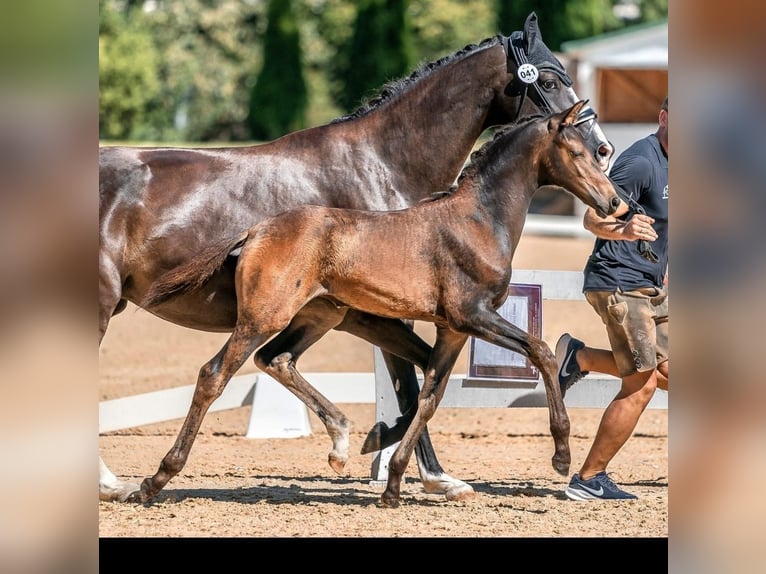 KWPN Stute 9 Jahre 167 cm Rappe in Wolfsbach