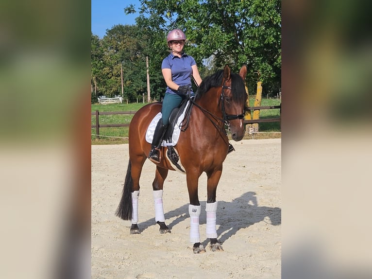 KWPN Stute 9 Jahre 168 cm Brauner in Saint-&#xC9;tienne-la-Varenne