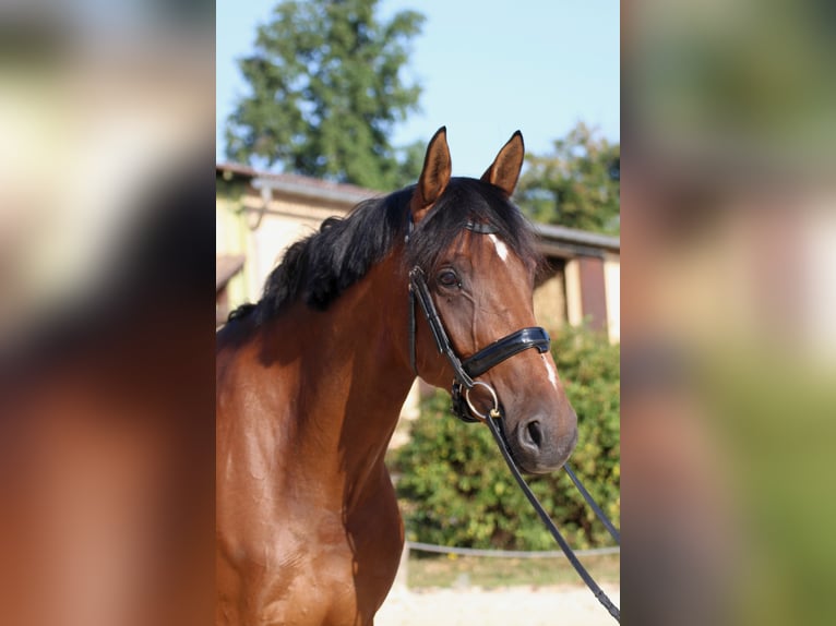 KWPN Stute 9 Jahre 168 cm Brauner in Saint-&#xC9;tienne-la-Varenne