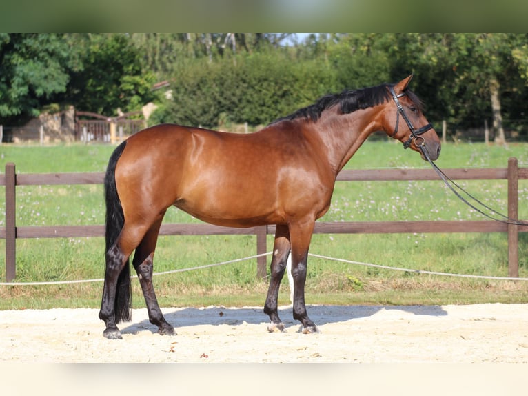 KWPN Stute 9 Jahre 168 cm Brauner in Saint-&#xC9;tienne-la-Varenne