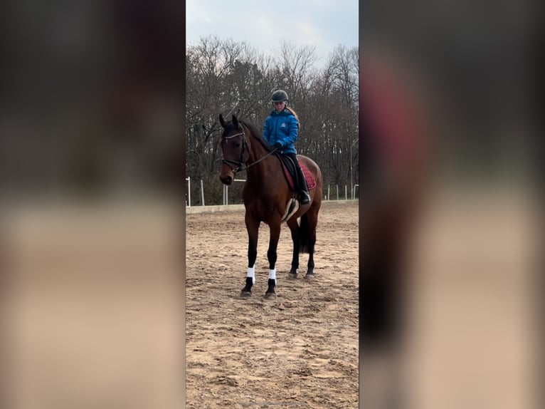 KWPN Stute 9 Jahre 168 cm Brauner in Wien