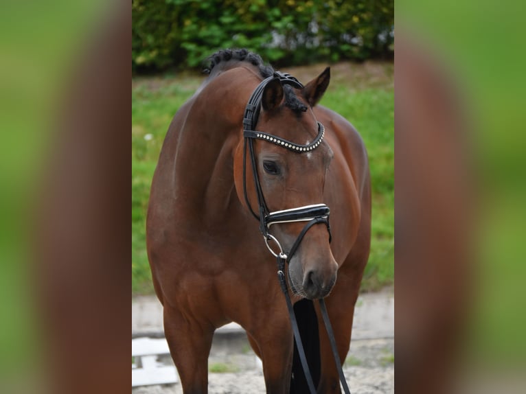 KWPN Stute 9 Jahre 168 cm Brauner in F&#xFC;rstenau