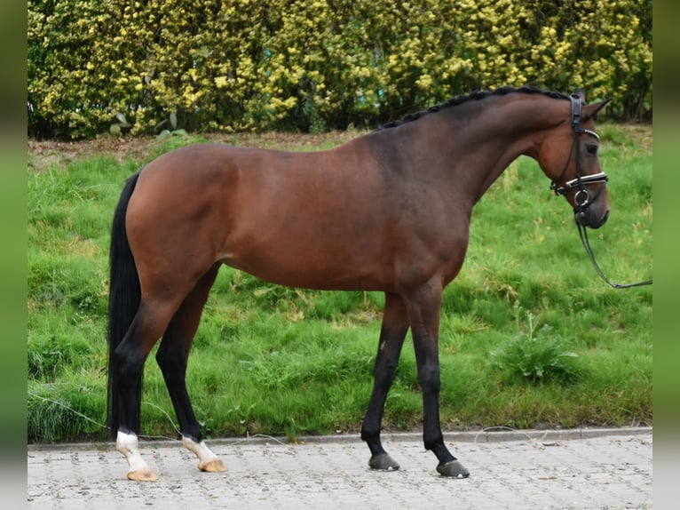KWPN Stute 9 Jahre 168 cm Brauner in F&#xFC;rstenau