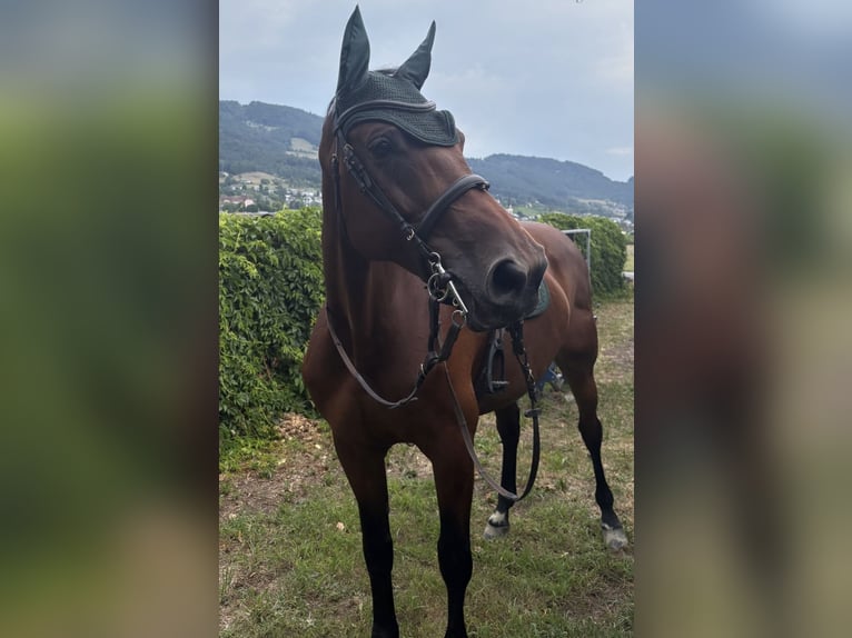 KWPN Stute 9 Jahre 168 cm Brauner in Volketswil
