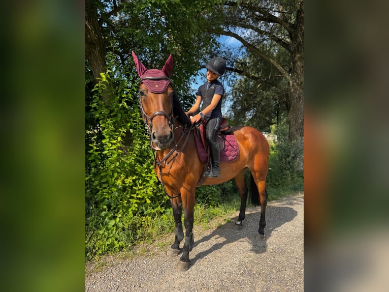 KWPN Stute 9 Jahre 168 cm Brauner in Volketswil