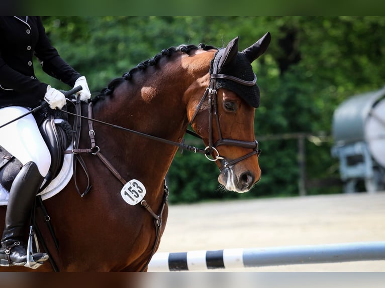 KWPN Stute 9 Jahre 168 cm Brauner in Wuppertal