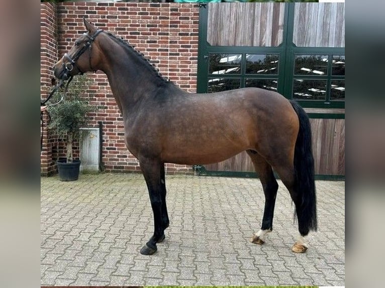 KWPN Stute 9 Jahre 168 cm Brauner in Roetgen