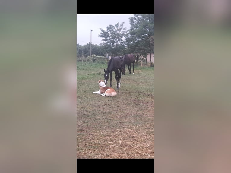 KWPN Stute 9 Jahre 168 cm Dunkelbrauner in Eger