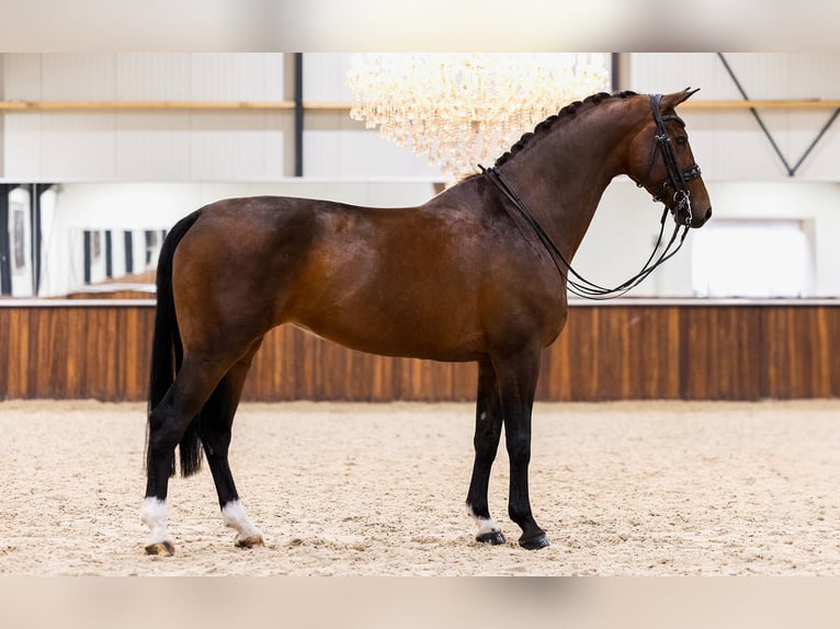 KWPN Stute 9 Jahre 168 cm Dunkelbrauner in Kwadijk