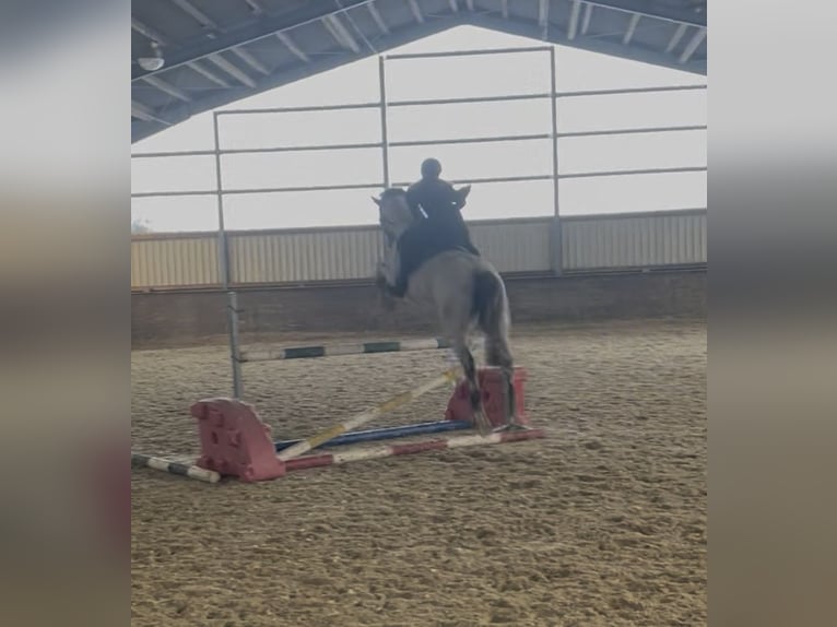 KWPN Stute 9 Jahre 168 cm Fliegenschimmel in Aldenhoven