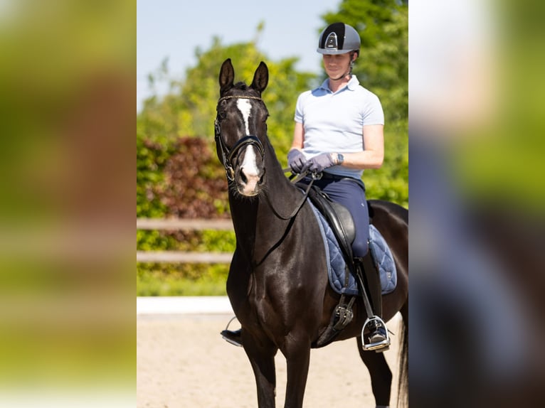 KWPN Stute 9 Jahre 168 cm Rappe in Lokeren