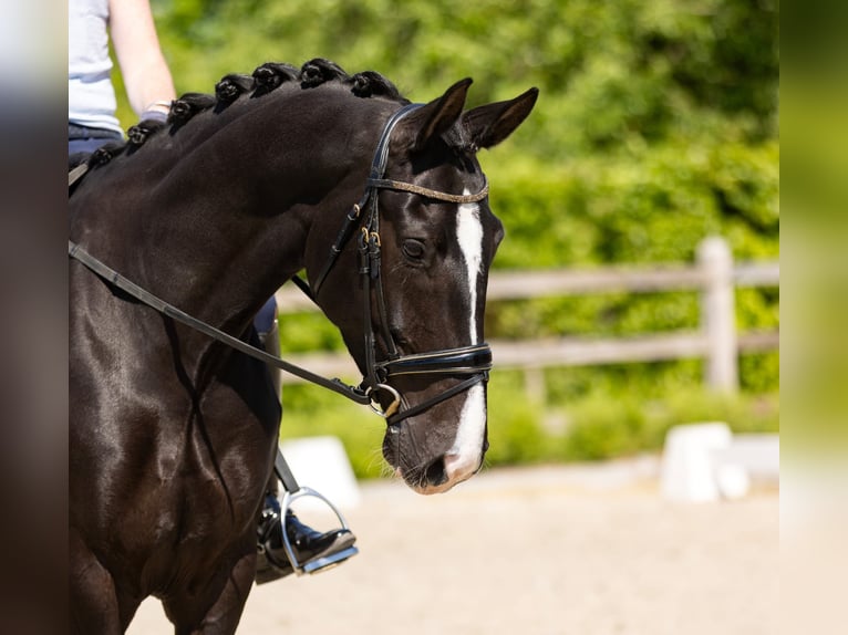 KWPN Stute 9 Jahre 168 cm Rappe in Lokeren