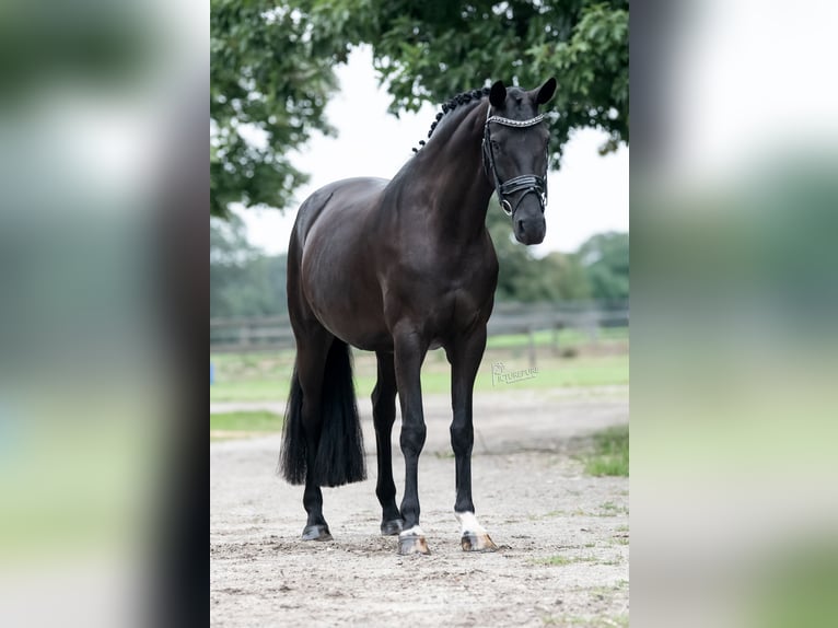 KWPN Stute 9 Jahre 168 cm Rappe in Peer