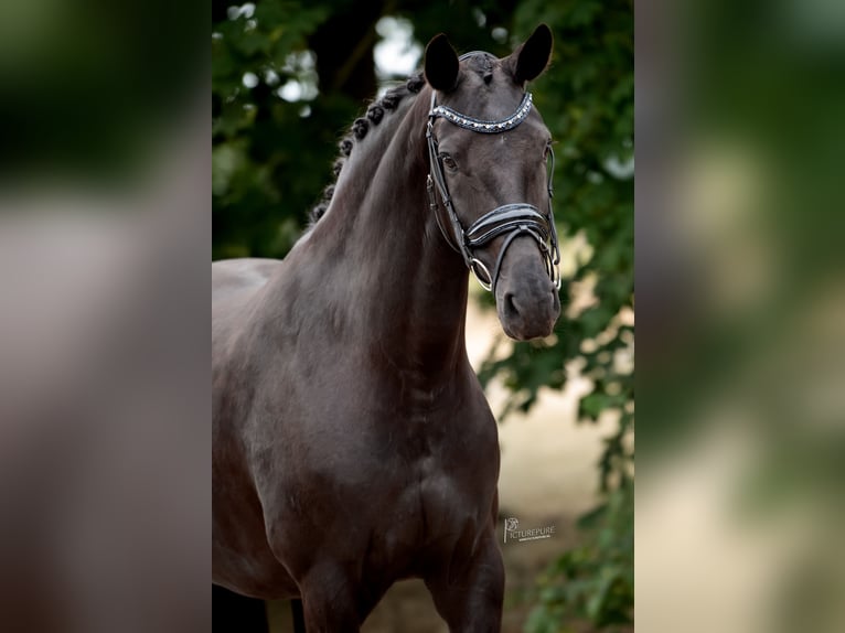 KWPN Stute 9 Jahre 168 cm Rappe in Peer