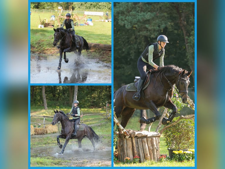 KWPN Stute 9 Jahre 168 cm Rappe in Oploo