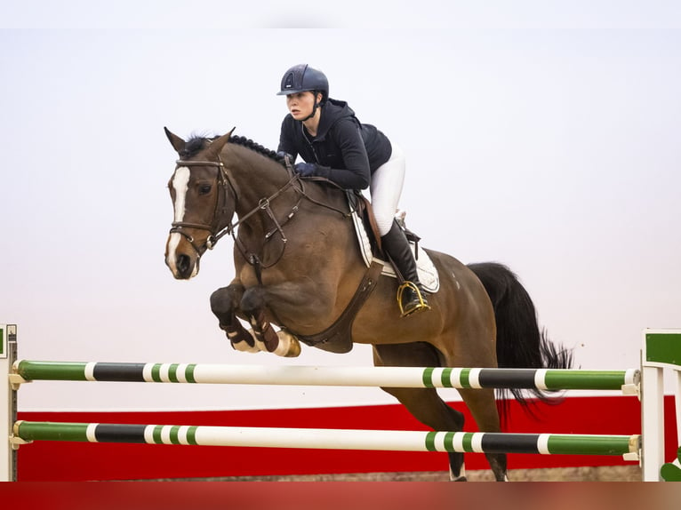 KWPN Stute 9 Jahre 169 cm Brauner in Waddinxveen