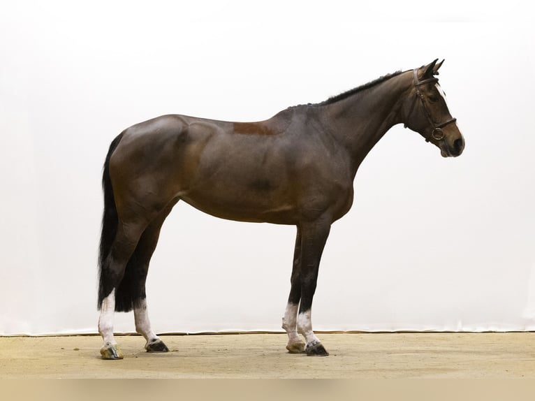 KWPN Stute 9 Jahre 169 cm Brauner in Waddinxveen