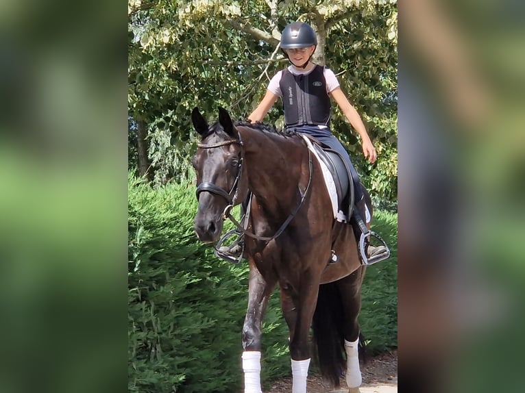 KWPN Stute 9 Jahre 169 cm Rappe in Kaldenkirchen