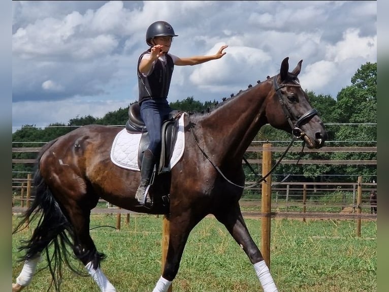 KWPN Stute 9 Jahre 169 cm Rappe in Kaldenkirchen