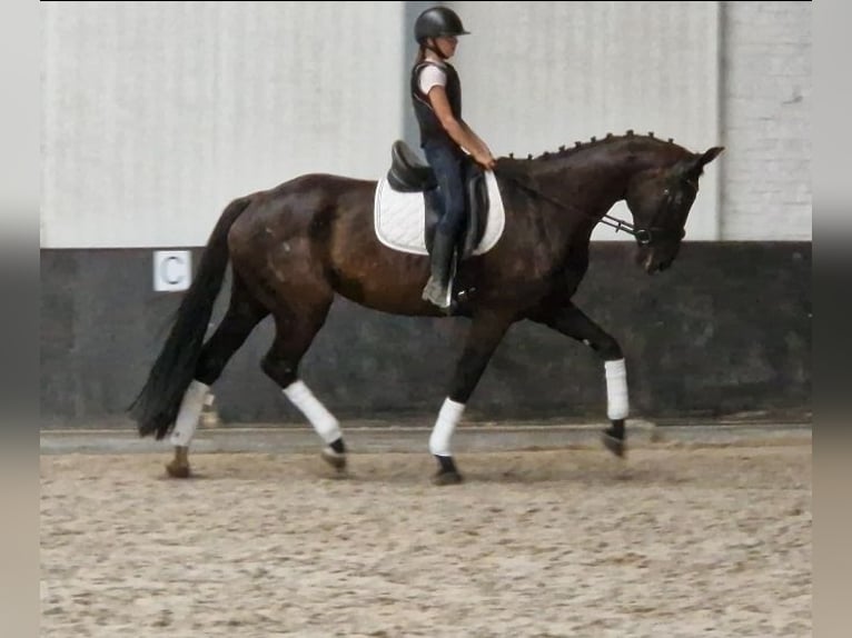 KWPN Stute 9 Jahre 169 cm Rappe in Kaldenkirchen