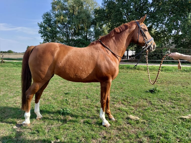 KWPN Stute 9 Jahre 170 cm Fuchs in GrathemGrathem