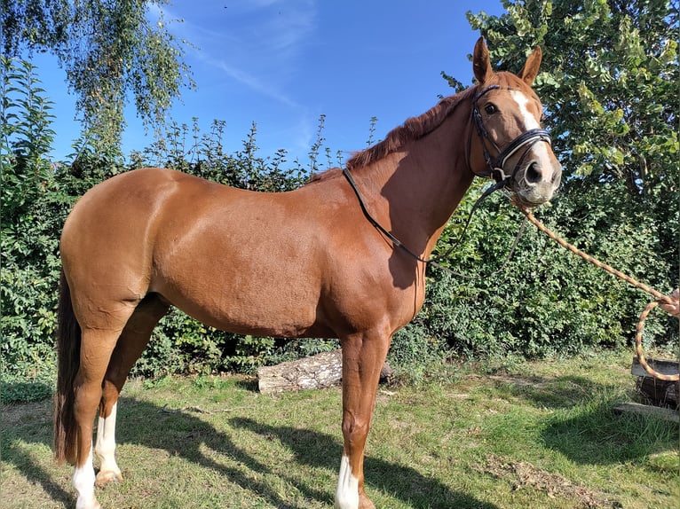 KWPN Stute 9 Jahre 170 cm Fuchs in GrathemGrathem