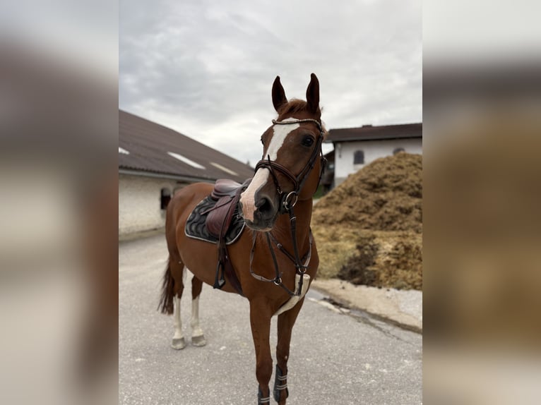 KWPN Stute 9 Jahre 170 cm Fuchs in Eisenpalmsdorf