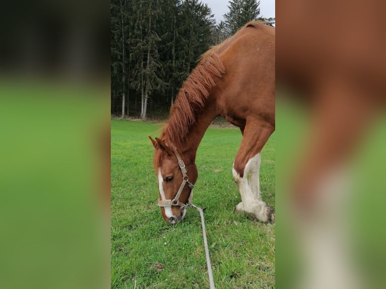 KWPN Stute 9 Jahre 170 cm Fuchs in Lassing