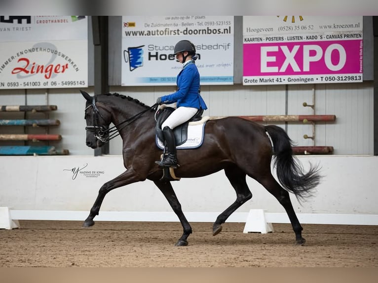KWPN Stute 9 Jahre 170 cm Rappe in Dwingeloo