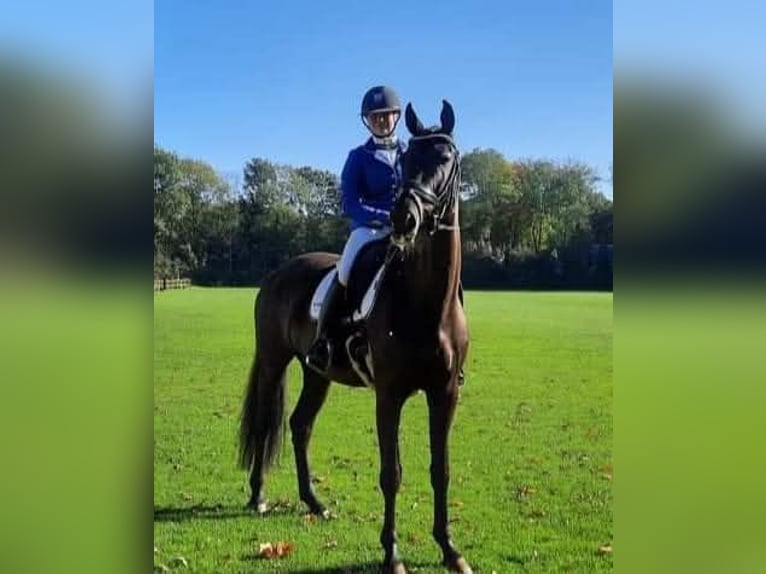 KWPN Stute 9 Jahre 170 cm Rappe in Dwingeloo