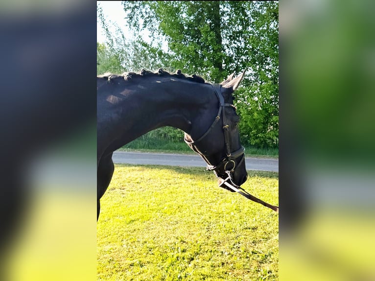KWPN Stute 9 Jahre 170 cm Rappe in Gyula