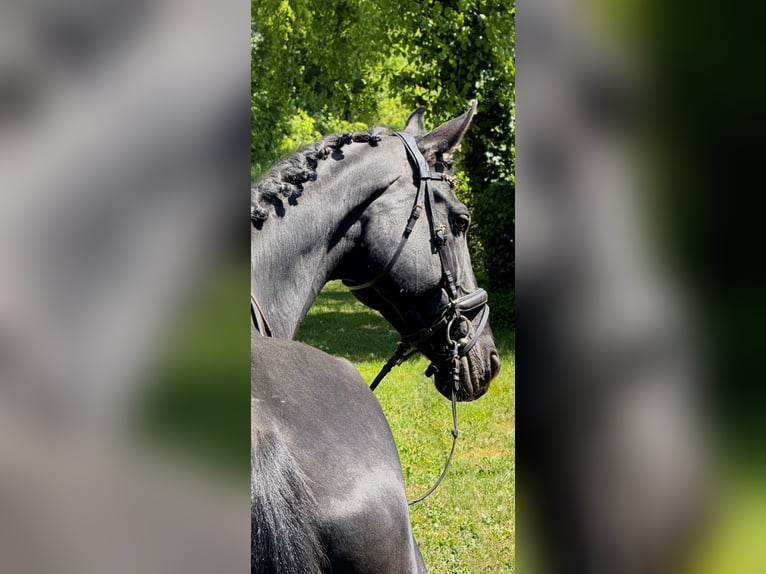 KWPN Stute 9 Jahre 170 cm Rappe in Gyula