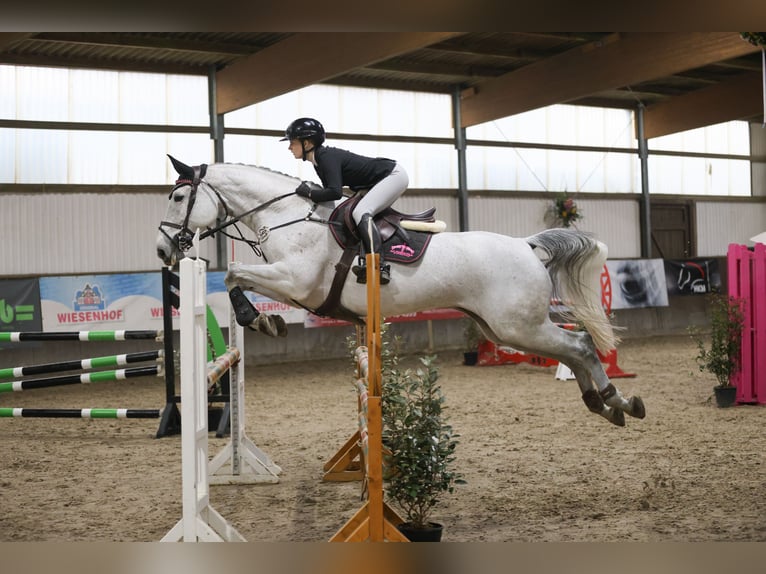 KWPN Stute 9 Jahre 170 cm Schimmel in Lübeck