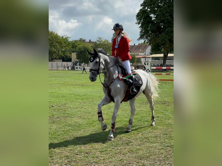 KWPN Stute 9 Jahre 170 cm Schimmel in Törökbálint