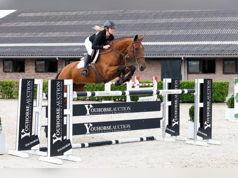 KWPN Stute 9 Jahre 171 cm Brauner in Waddinxveen KWPN Stute 9 Jahre 171 cm Brauner in Waddinxveen