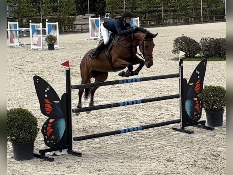 KWPN Stute 9 Jahre 173 cm Brauner in Deinze