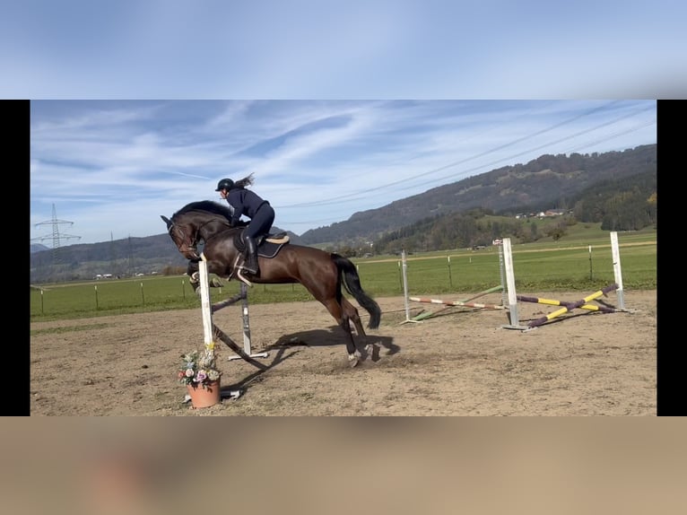 KWPN Stute 9 Jahre 173 cm Brauner in Schlins