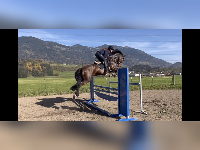 KWPN Stute 9 Jahre 173 cm Brauner in Schlins