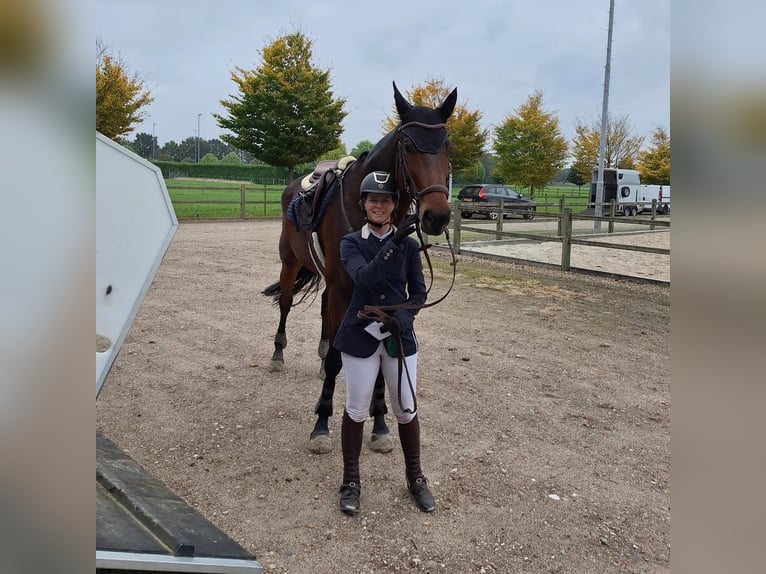 KWPN Stute 9 Jahre 173 cm Dunkelbrauner in Belfeld