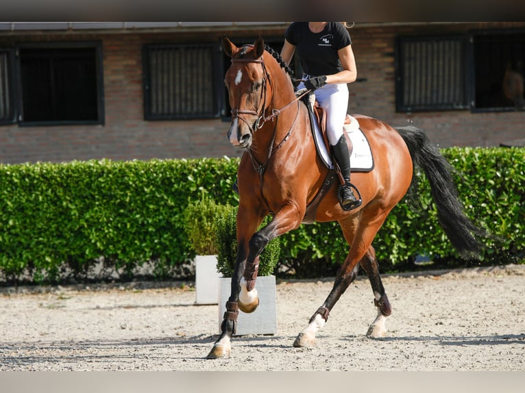 KWPN Stute 9 Jahre 174 cm Brauner in Waddinxveen