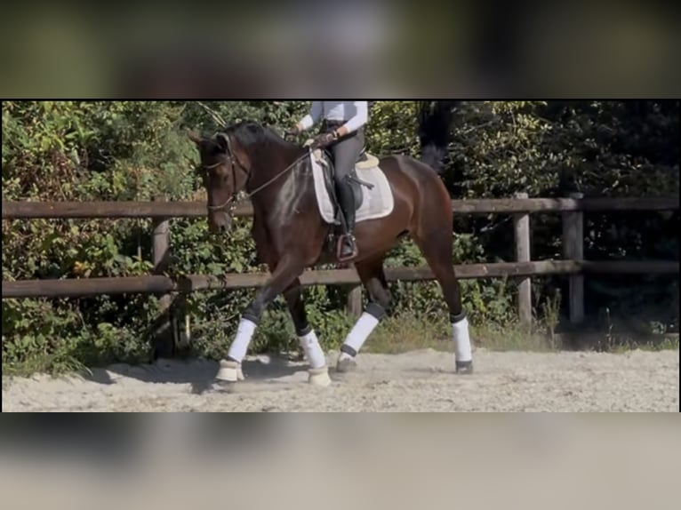 KWPN Stute 9 Jahre 174 cm Dunkelbrauner in Frankfurt am Main