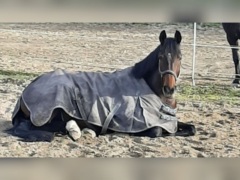 KWPN Stute 9 Jahre 174 cm Dunkelbrauner in Frankfurt am Main