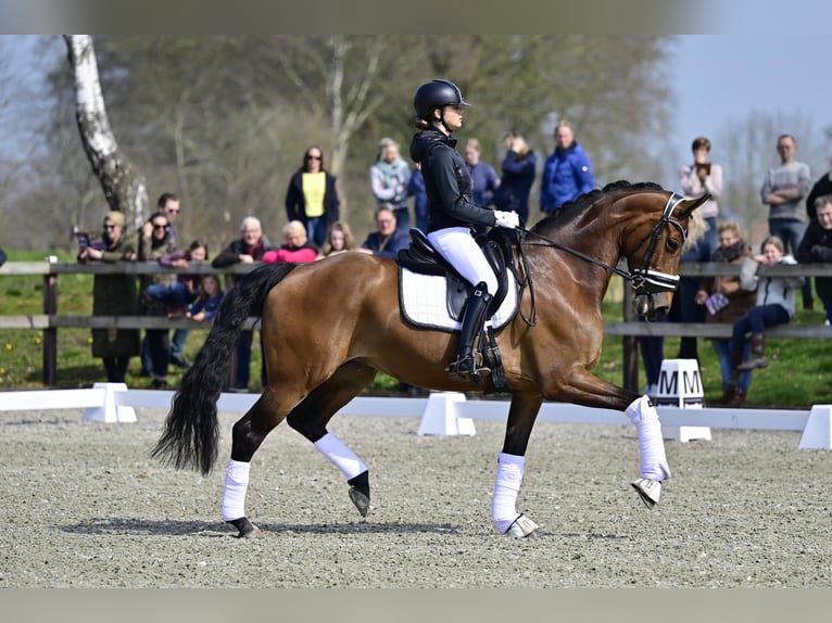 KWPN Stute 9 Jahre 175 cm Brauner in Almere